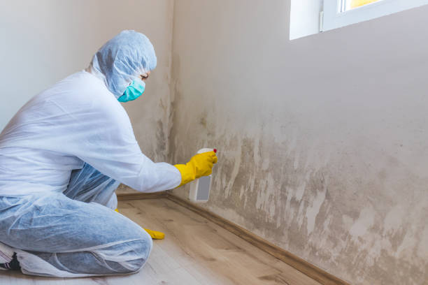 Licensed Basement Mold Remediation service in Trenton, GA - 24 Hour Mold Removal