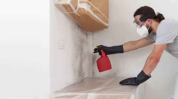 Professional Basement Mold Remediation technician working in Trenton, GA