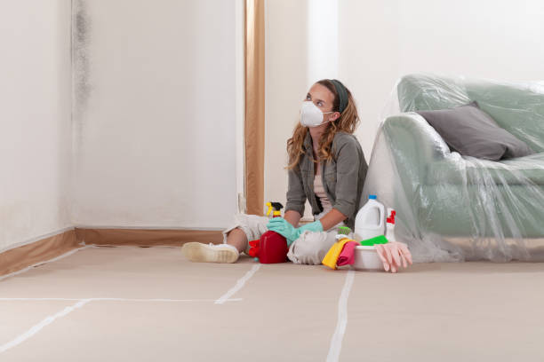 Reliable Basement Mold Remediation contractor in Trenton, GA by 24 Hour Mold Removal