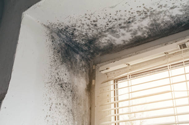 Affordable Basement Mold Remediation solutions in Trenton, GA