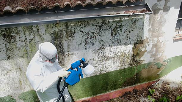 Top rated local Basement Mold Remediation specialists in Trenton, GA